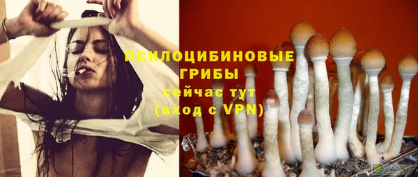 стаф Аркадак